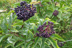 Sambucus racemosa melanocarpa