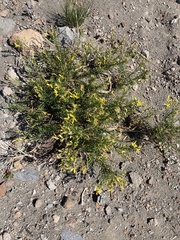 Ericameria bloomeri