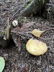 Amanita