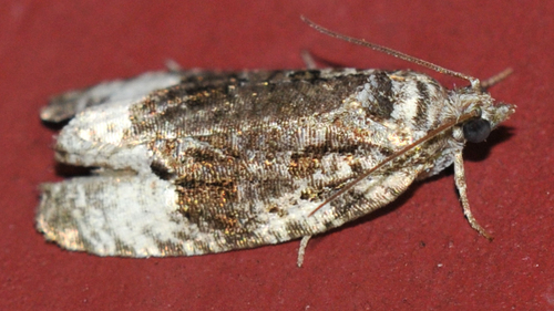 Sallow Apotomis Moth photo 3