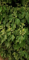 Hedera canariensis