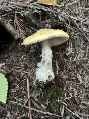 Amanita