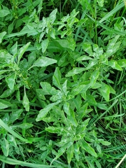Amaranthus polygonoides