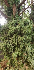 Hedera canariensis