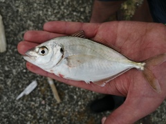 Pseudocaranx georgianus