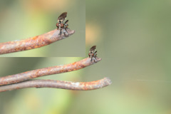 Hadrokolos texanus