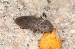 Agrypnus bipapulatus