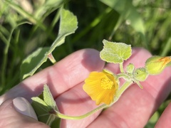 Abutilon theophrasti