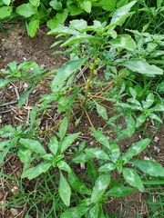 Amaranthus polygonoides