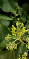 Hedera canariensis