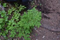 Vaccinium ovalifolium