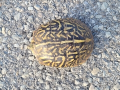 Terrapene ornata