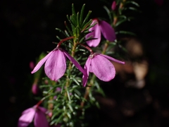 Tetratheca ericifolia