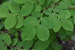 Vaccinium ovalifolium