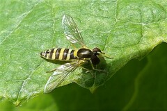 Sphaerophoria scripta