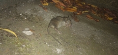 Rattus rattus