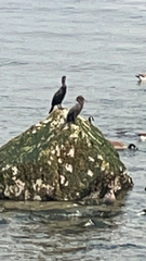 Phalacrocorax