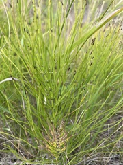 Equisetum