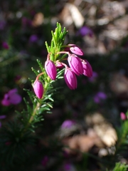 Tetratheca ericifolia