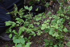 Vaccinium membranaceum