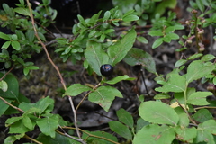 Vaccinium membranaceum