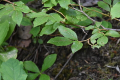 Vaccinium membranaceum