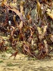 Fucus vesiculosus