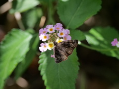 Erynnis horatius