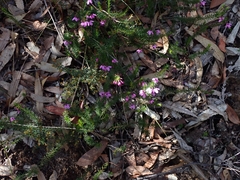 Tetratheca ericifolia