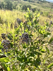 Ceanothus americanus