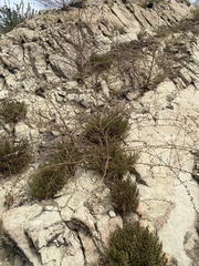 Stephanomeria cichoriacea