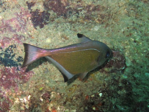Vanikoro sweeper (Pempheris vanicolensis) — Pempheridae — 4