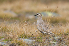 Charadrius morinellus