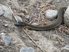 Thamnophis hammondii