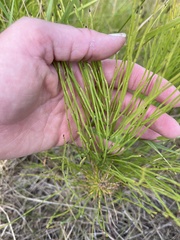 Equisetum