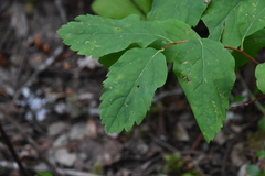 Spiraea betulifolia