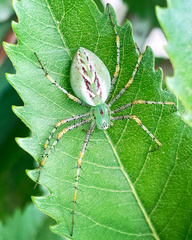 Peucetia viridans