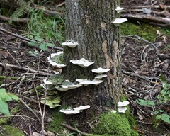 Rigidoporus populinus