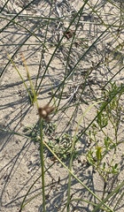 Schoenoplectus pungens