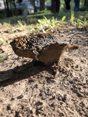 Pisolithus arenarius