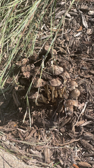 Coprinopsis variegata