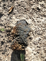 Pisolithus arenarius