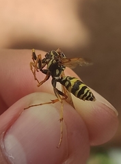 Polistes dominula
