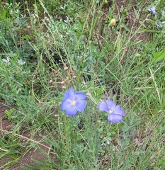 Linum lewisii
