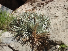 Hechtia texensis