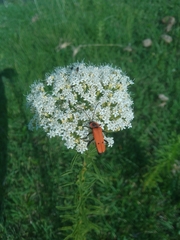 Chauliognathus togatus