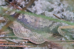 Anticarsia gemmatalis