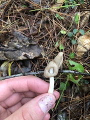 Helvella elastica