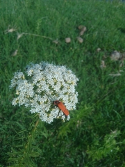 Chauliognathus togatus