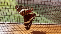 Anartia fatima